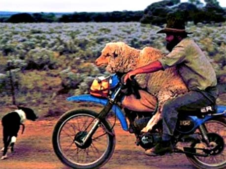 Schaf auf Motorrad