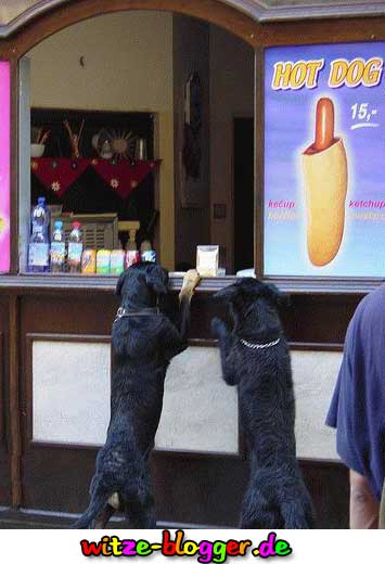 Hunde wollen Hot Dog