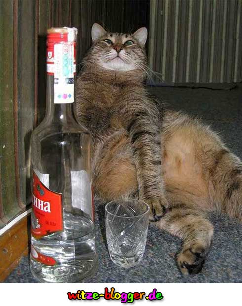 Nastrovje - Katze beim Trinken 