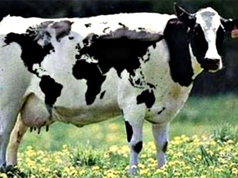 Kuh mit Weltkarte 